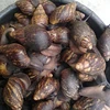 Giant Snails For Sale/Edible Land Snails