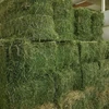 /product-detail/alfalfa-hay-for-animal-feeding-stuff-alfalfa-50043527152.html
