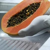 /product-detail/vietnam-natural-dried-black-papaya-seeds-for-sale-edible-pawpaw-seeds-with-many-health-benefits-62005916406.html