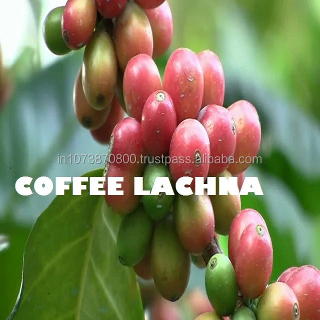 Yummy Taste 50 KG and 60 KG Bag Indian Origin Ground arabica coffee beans specifications