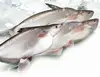 /product-detail/vietnam-fillet-catfish-pangasius-62003106291.html