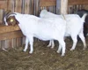 Brahman Cows, Brahman Bulls, Brahman Heifers & Brahman Calves Healthy with no disease
