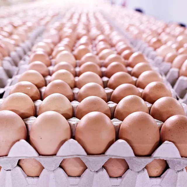 FARM FRESH CHICKEN TABLE EGGS FERTILE/ HATCHING CHICKEN EGG/ BROILER CHICKEN EGGS