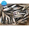 Frozen seafood sardines export