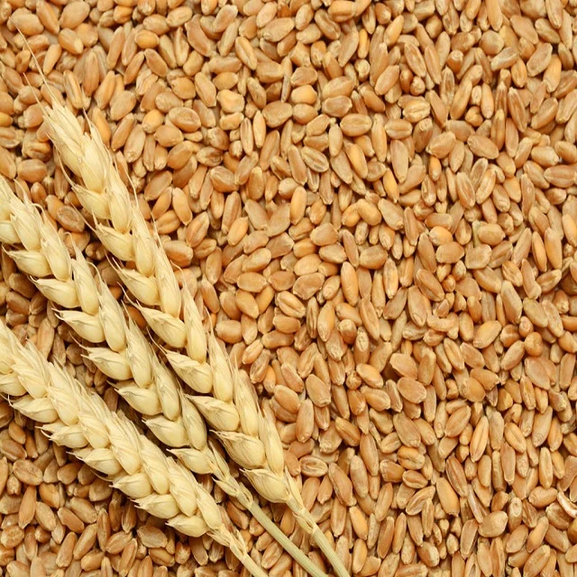 La mejor calidad de grano de trigo-varios tipos duro rojo de invierno-duro de blanco seco