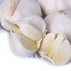 pure white garlic/ fresh Garlic/garlic exporters Thailand