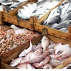 /product-detail/fresh-frozen-tilapia-fish-atlantic-salmon-for-exportation-62000873740.html