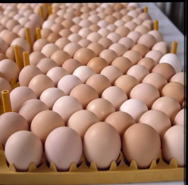 Farm Fresh Chicken Table Eggs Brown and White Shell Chicken Eggs
