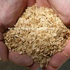 /product-detail/rice-husk-141593139.html