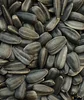 Favorite type, High quality sunflower seeds