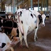 Best Breed Dairy Cows, Friesian Holstein Cow available