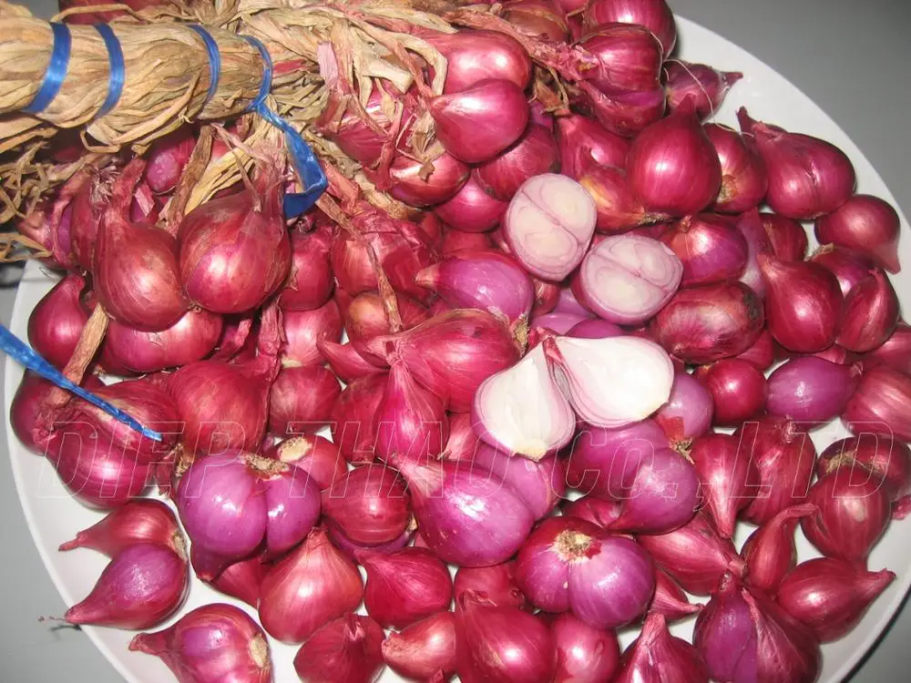 fresh red onion/ red shallot export