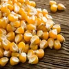 Best Quality Indian Animal Feed yellow corn