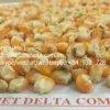 /product-detail/yellow-corn-animal-feed-natural-sweet-corn-available-at-export-price-veronica-84-932-728-415--50045714127.html