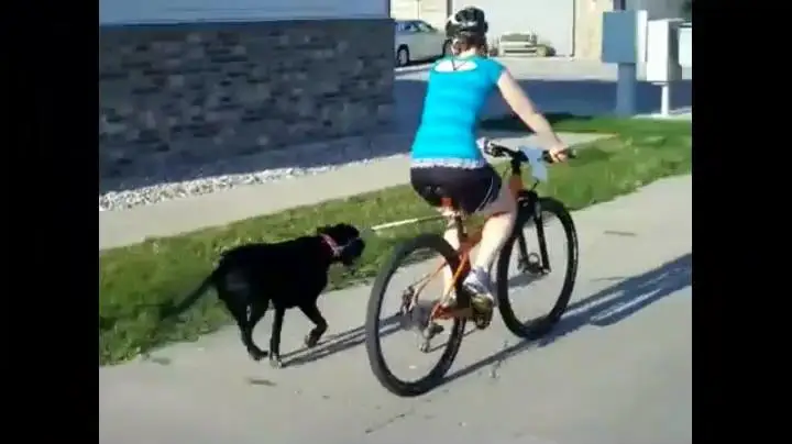 biker dog bicycle attachment