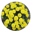 Hybrid Dwarf Yellow Marigold Seeds for pot planting
