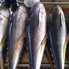 2019 Frozen Whole Tuna Fish 1000g up for Sale/ Frozen Tuna Skipjack Fish 300-500g/ Big Eyes Yellow Fin Frozen Tuna Fish 10-20kg