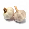 /product-detail/fresh-indian-garlic-garlic-from-india-fresh-garlic-in-wholesale-50039493502.html