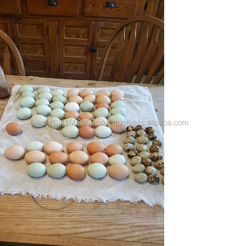 Fresh Farm Chicken Table Eggs/Fresh Chicken Hatching EGGS
