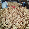 /product-detail/vietnam-fresh-ginger-with-competitive-price-to-import-2018-62001865026.html