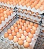 /product-detail/big-fresh-farm-brown-table-chicken-eggs-50038918924.html