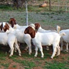 Full Blood Young Boer Goats