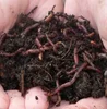 Vermicompost/Earthworm Organic Fertilizer from Vietnam