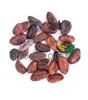 /product-detail/cocoa-beans-theobroma-cacao-50038600706.html