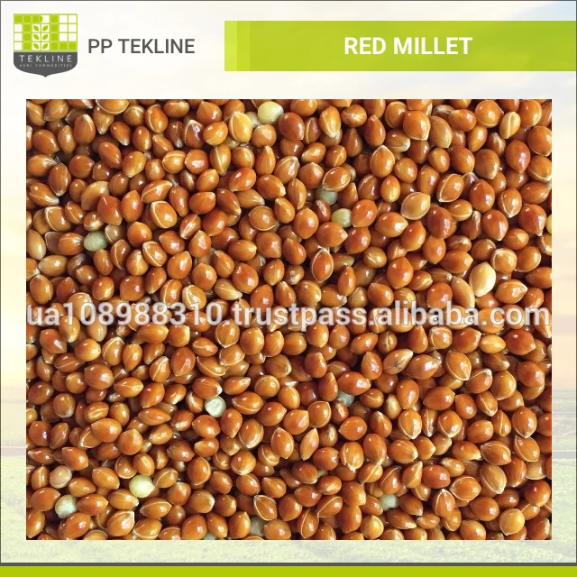 huge demanded fresh and natural red millet seed at wholesale