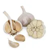 /product-detail/fresh-white-garlic-purple-garlic-for-sale-ready-to-export-from-egypt-season-2019-50047727274.html