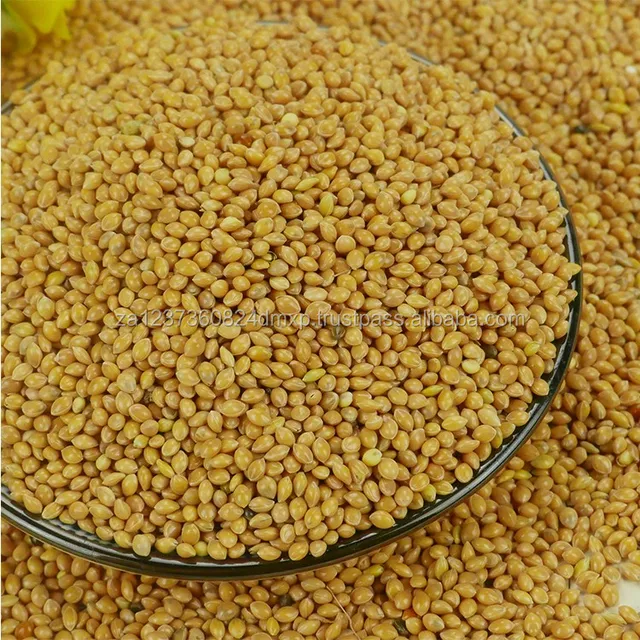 2017 crop white /red /black /yellow glutinous broom-corn millet