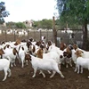 /product-detail/healthy-alive-boer-goat-62006463211.html