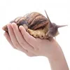 Frozen Snail Meat/ Live Top Shell ,Live Giant African Snails