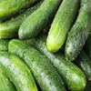 Fresh pickling cucumbers / Baby gherkins in brine