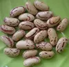 /product-detail/cheap-price-long-shape-light-speckled-kidney-beans-sugar-beans--50034828869.html