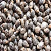 Supply Cheap Price Top Quality Natural Dried Castor Bean Seeds