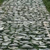 TILAPIA FISH SKIN / DRIED TILAPIA FISH SKIN FOR SALE IN BULK - IVY NGUYEN +84 977157110