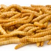 Dried Cricket/meal worm/grasshopper all natural pet food.