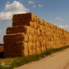 /product-detail/wheat-straw-animal-feed-for-importers-62002746164.html