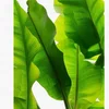 /product-detail/banana-leaves-banana-leaf-for-sales-2018-50039754727.html