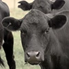 /product-detail/aberdeen-angus-holstein-heifer-brahman-limousin-dairy-livestock-cattle-50039254953.html