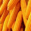 /product-detail/yellow-corn-maize-for-animal-feed-for-sale-very-affordable-62008510665.html