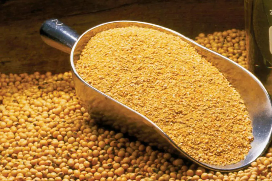 cornn.jpg