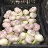 /product-detail/fresh-garlic-62003511218.html