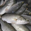 /product-detail/frozen-whole-round-herring-sardine-fish-62001065901.html