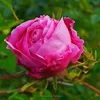 Rose De Mai (NR)