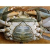 Alive Mud Crab - Alive Scylla Serrata - Female Mud Crab - Female Crabs With Eggs For Thailand