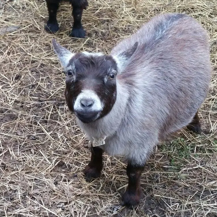 angora goat for sale