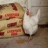 /product-detail/high-quality-chicken-feeds-starter-grower-finisher-and-layer-feeds-50039024271.html