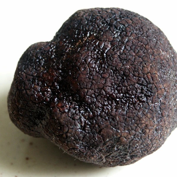 standard quality 680 tons Truffles Mushroom for sale
